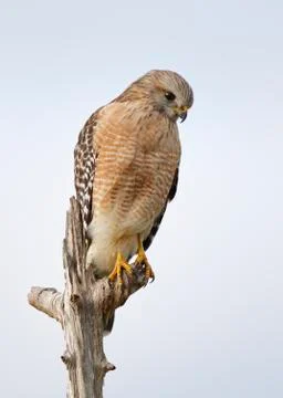 Red-shouldered Hawk perched in a dead tree - Florida Stock Photos