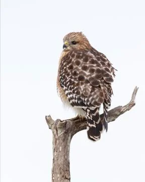 Red-shouldered Hawk perched in a dead tree - Florida Stock Photos