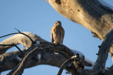 Red Shouldered Hawk perched on dead tree Stock Photos