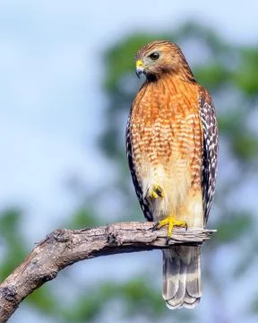 Red shouldered hawk perched on the end of a broken limb Stock Photos