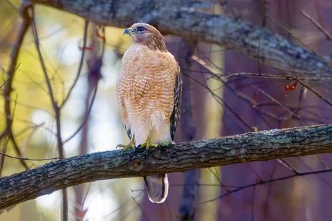 Red shouldered hawk perched on oak tree limp looking intently 库存照片