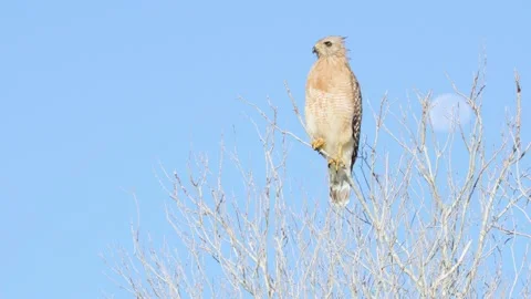 Red shouldered hawk perched on top of bald tree branches with blue sky and 動画素材 149275632