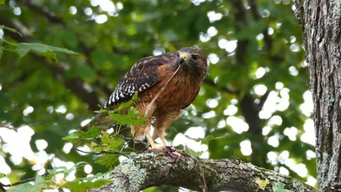 Red-shouldered hawk perched in a tree eating its catch Stock Footage 253826991