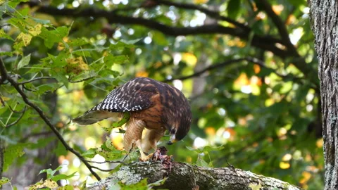Red-shouldered hawk perched in a tree eating its catch Stockbeeldmateriaal 253827235