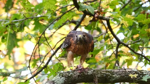 Red-shouldered hawk perched in a tree eating its catch Stock-Footage 253827262