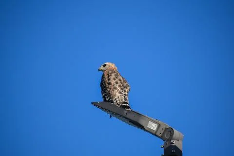 Red shouldered hawk perched in a tree Stock Photos