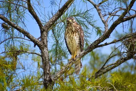 Red shouldered hawk perched in a tree Stock Photos