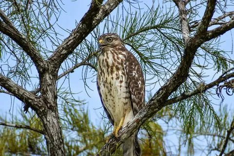 Red shouldered hawk perched in a tree Stock Photos