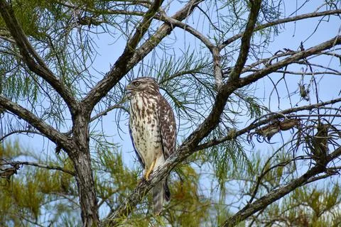 Red shouldered hawk perched in a tree Stock Photos