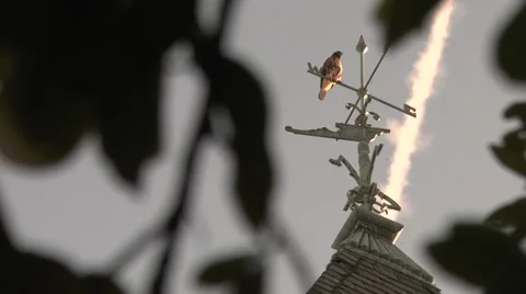 Red Shouldered Hawk Perched on Wind Vein Video stock 40099982