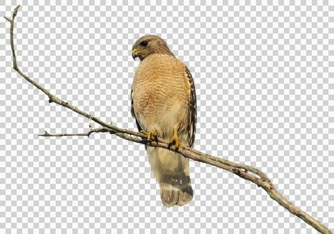 Red-Shouldered Hawk Perching On A Tree isolated Stock Illustration