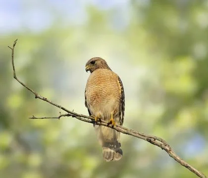 Red-Shouldered Hawk Perching On A Tree Stock Photos