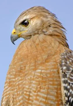 Red shouldered hawk Stock Photos