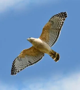 Red-shouldered hawk Stock Photos