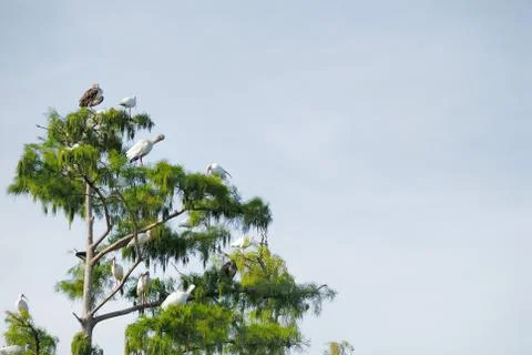 Red-shouldered hawk Foto stock