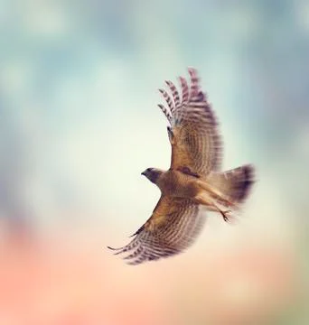 Red Shouldered Hawk Fotos Stock