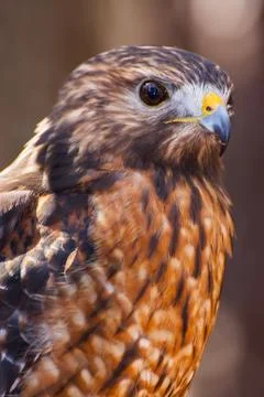 Red Shouldered Hawk Stock Photos