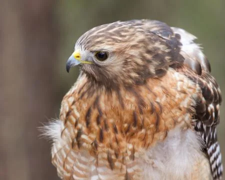 Red-shouldered Hawk Stock Photos