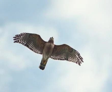 Red-Shouldered Hawk Stock Photos
