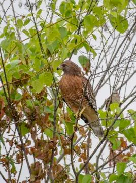 Red-shouldered hawk Stock Photos