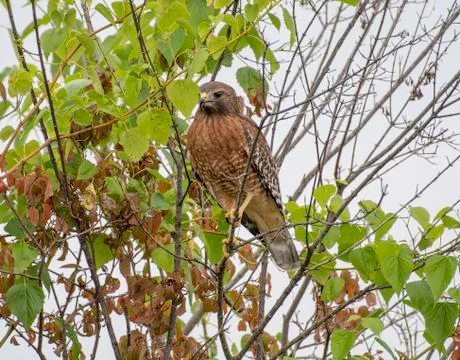 Red-shouldered hawk Stock Photos
