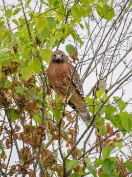 Red-shouldered hawk Stock Photos