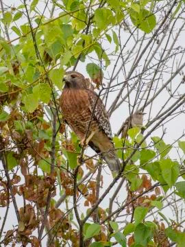 Red-shouldered hawk Stock Photos