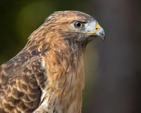 Red-shouldered Hawk Stock Photos