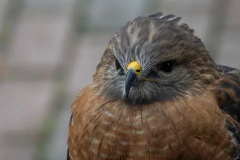 A red shouldered hawk Stock Photos