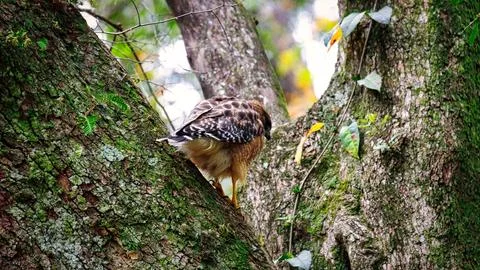Red-shouldered Hawk Foto stock