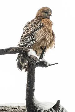 Red Shouldered Hawk Stock Photos