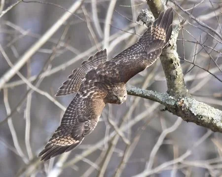 Red-shouldered Hawk Stock Photos