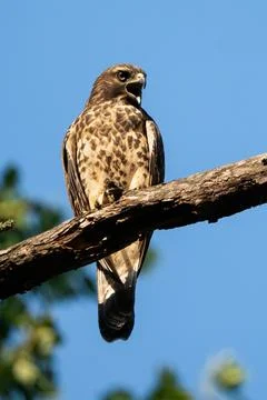 Red-shouldered Hawk Stock Photos