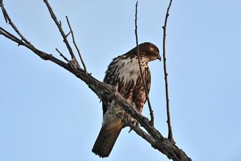 Red-shouldered Hawk Stock Photos