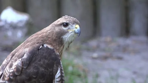 Red-shouldered hawk portrait 動画素材 76500719