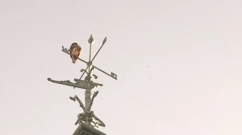 Red Shouldered Hawk Resting on Wind Vein Video stock 40099710