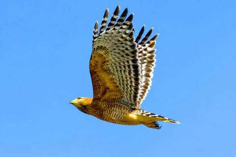 Red-shouldered Hawk on the Rise Stock Photos