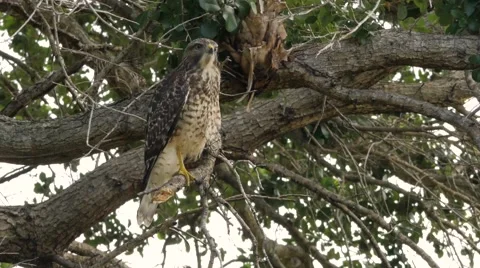 Red-Shouldered Hawk Screeches in Tree, Close, 4K Stock Footage 65447884