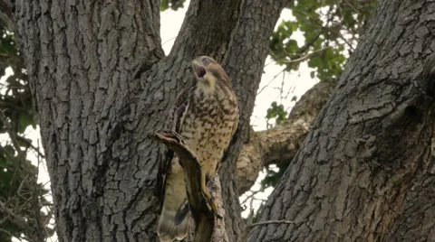 Red-Shouldered Hawk Shrieks from Tree Branch Before Flying Off Branch Stock Footage 65447662