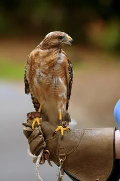 Red shouldered hawk sits perched on person's gloved hand Stock Photos