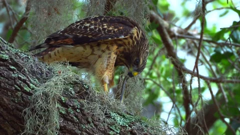 Red Shouldered Hawk sitting on tree branch eating a snake tearing meat Stock-Footage 172073957