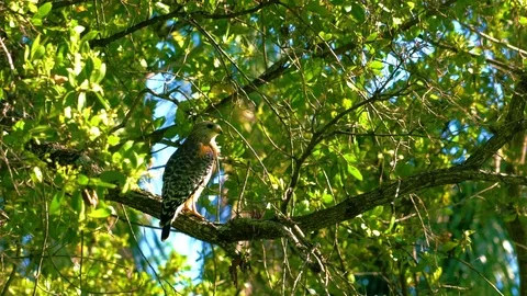 Red-Shouldered Hawk Taking Off 4K Stock Footage 78643729