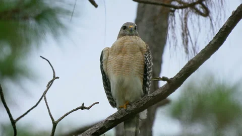 RED-SHOULDERED HAWK ON TREE Stock Footage 163004928