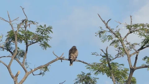 Red-Shouldered Hawk in tropical rain forest. Video stock 119237696
