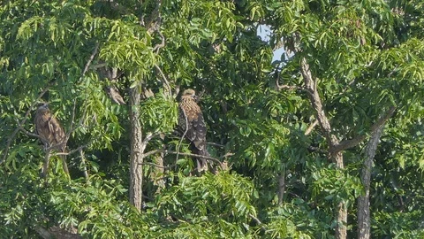 Red-Shouldered Hawk in tropical rain forest. Video stock 119239163