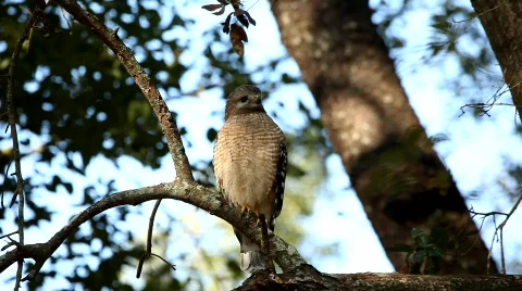 Red-shouldered Hawk turn around 4505 스톡 동영상 621783