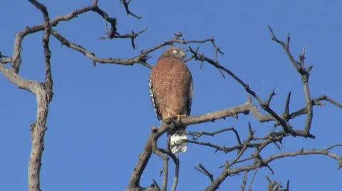 Red-shouldered hawk Vocalizing And Flying Away Stockbeeldmateriaal 8839383