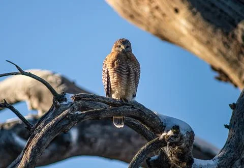 Red Shouldered Hawk Warming in the Sun Stock Photos