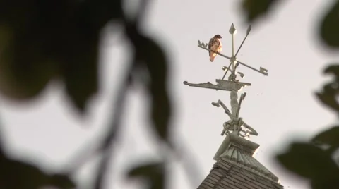 Red Shouldered Hawk on Wind Vein Video stock 40099618