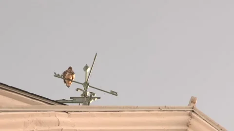 Red Shouldered Hawk on Wind Vein Video stock 40099983